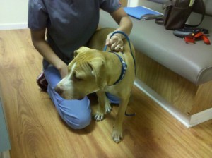 Rufus with his new Mommy