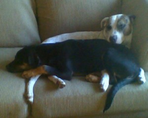 Growing Abu rescued dog with Ella