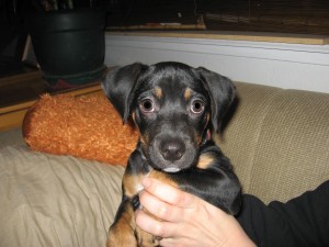 Picture of Good Abu Puppy Rescued