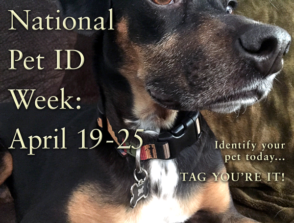 National Pet ID Week is April 19 - 25. Identify your pet today...TAG YOU’RE IT!