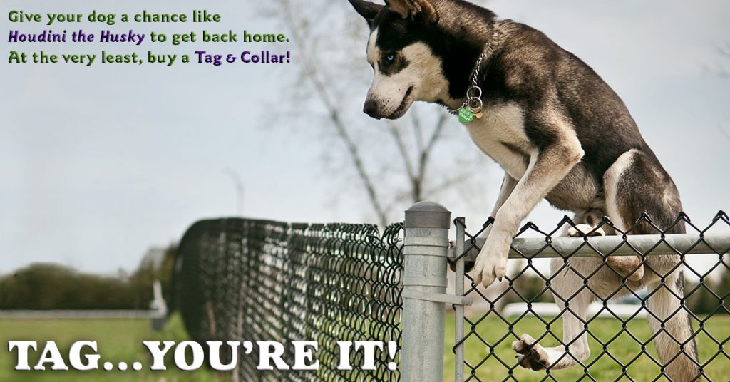 Pet Safety for Fourth of July - Tag You're It!